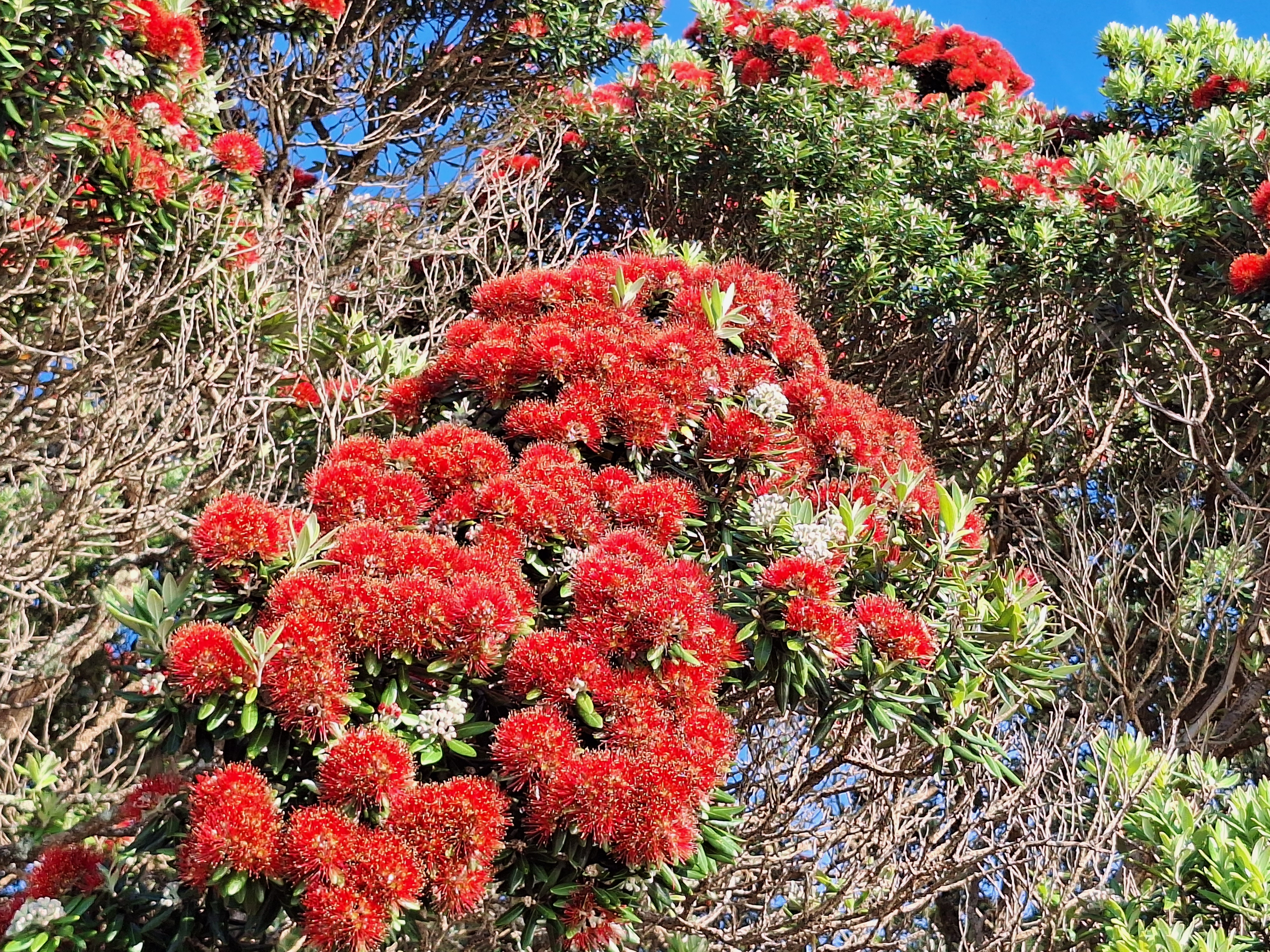 Tekau mā whitu - Day 17 - Whakapapa