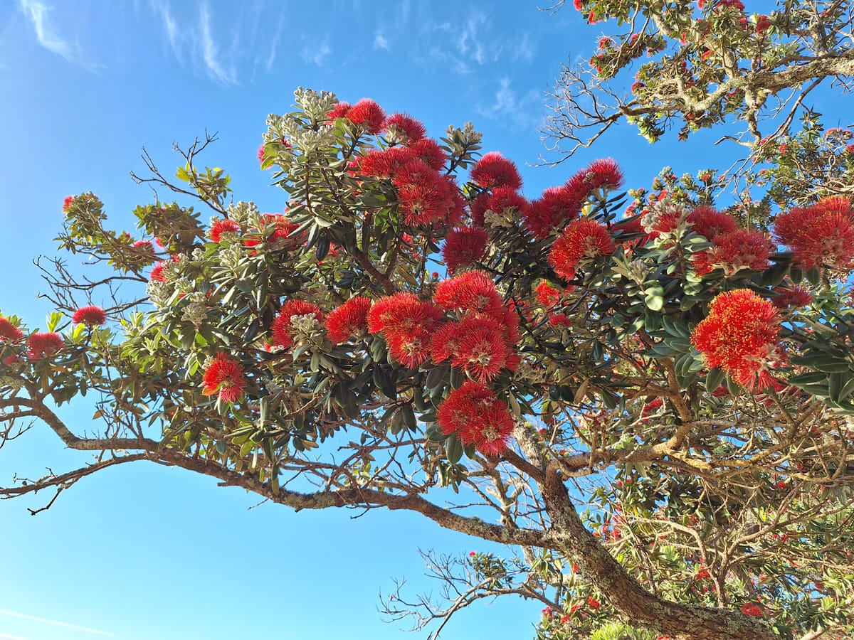 Whitu - Day 7- Kaitiakitanga