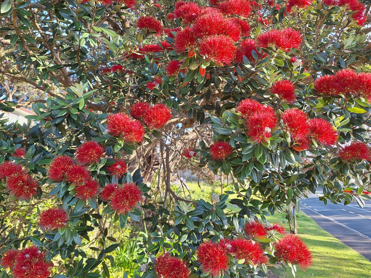 Tekau mā rima - Day 15- Tamariki & Rangatahi