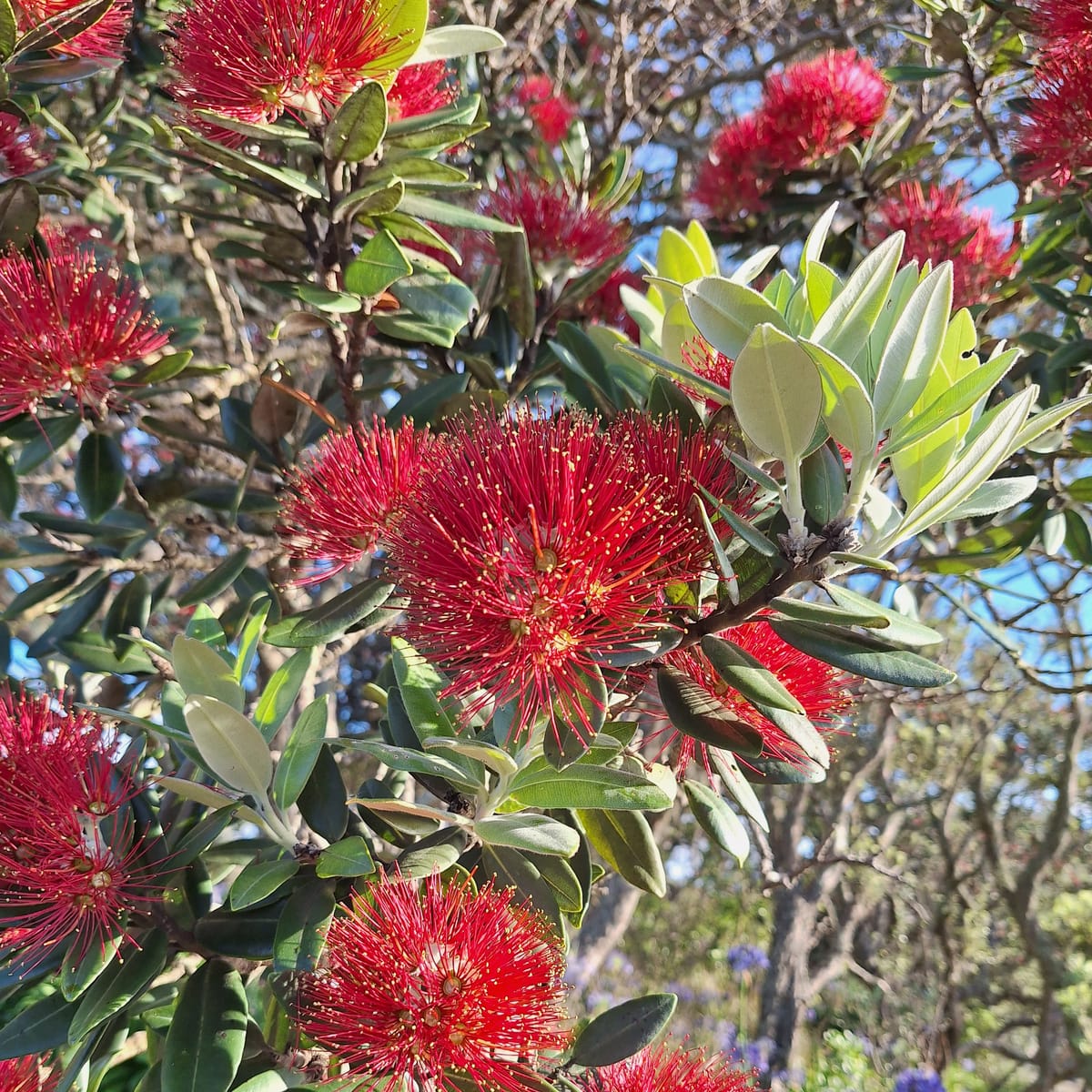 Rua tekau mā whā - Day 24 - Rangatiratanga