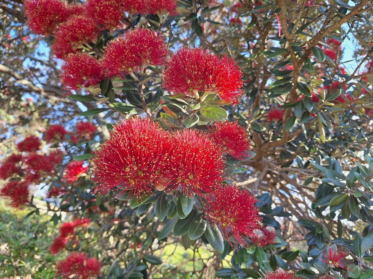 Tekau mā toru - Day 13- Manaakitanga