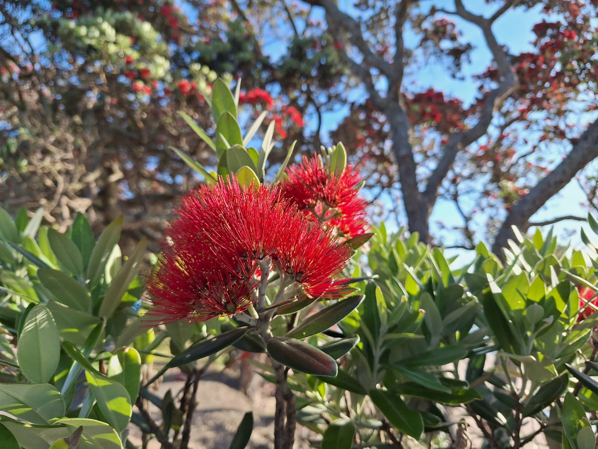 Rua - Day 2- Pōhutukawa
