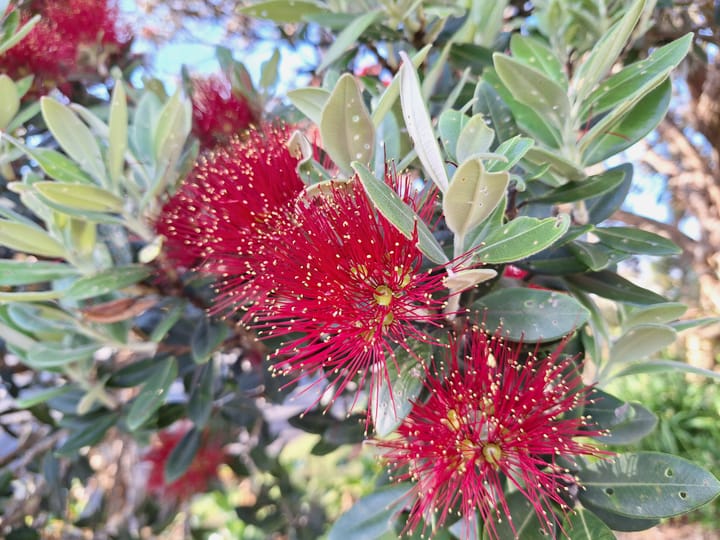 Tekau mā tahi - Day 11- Kotahitanga