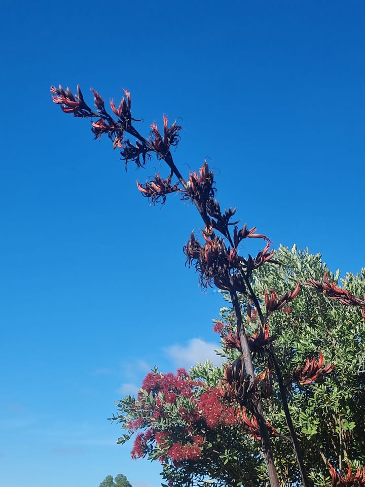 Waru - Day 8 - Whanaungatanga