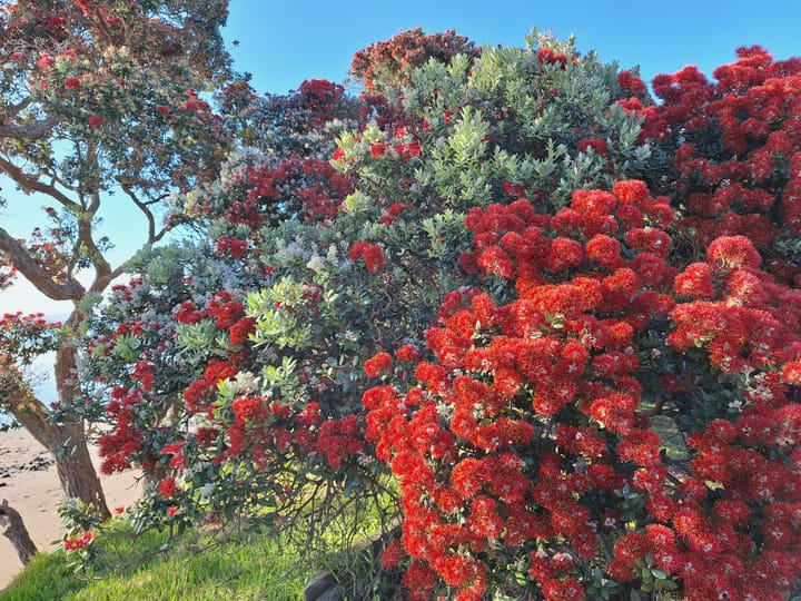 Tekau mā iwa - Day 19 - Whakamarumaru