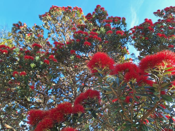 Tekau - Day 10- Mauri