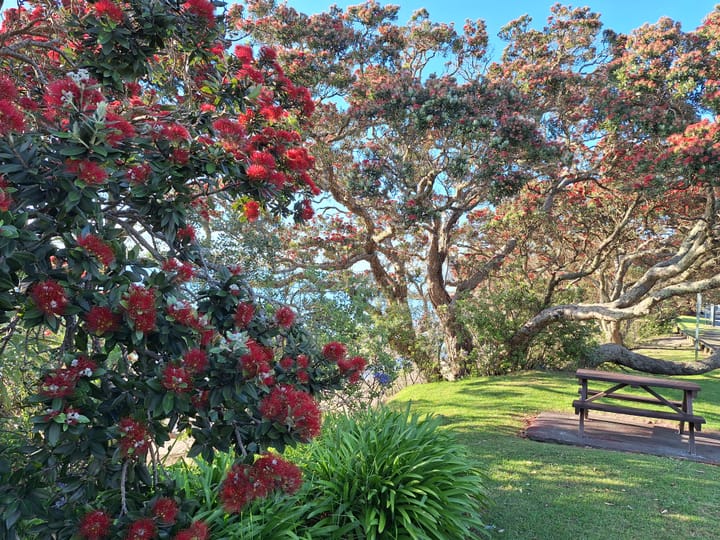 Whā - Day 4 - Pūtake