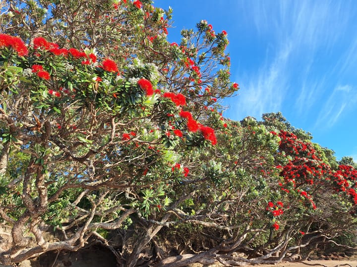 Tekau mā rua - Day 12- Wahine/Wāhine