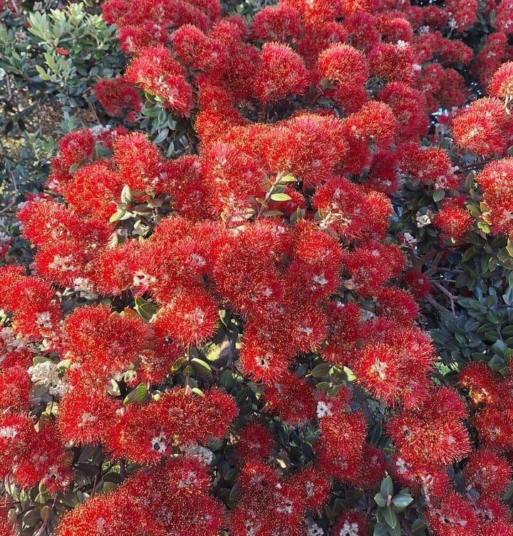 Meri Kirihimete - Christmas Day - Aroha